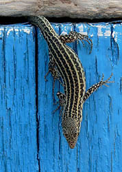Lizard from album's back cover